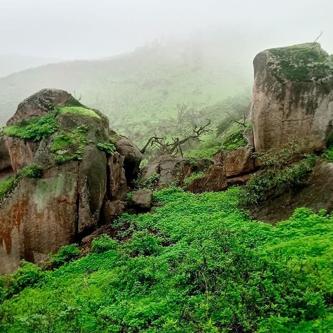 Lomas de Lachay Lomas de Lachay